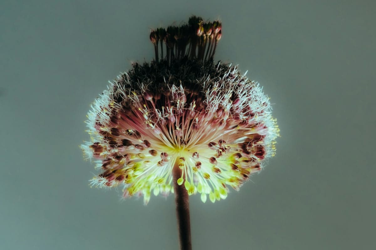 Histamine And ADHD Are Linked. Here's How